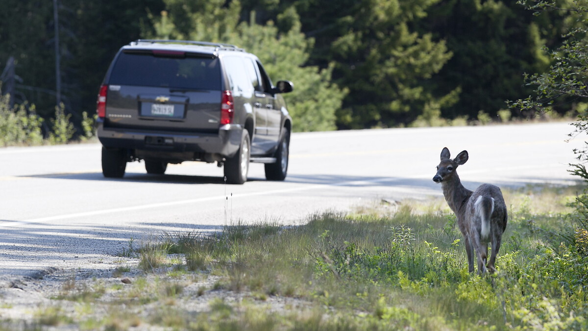 How a statewide study on wildlife corridors could impact Pennsylvania - Vimarsana News