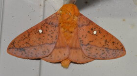 A spiny oakworm moth