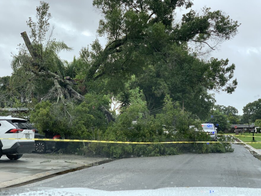 A tree fell down on the road