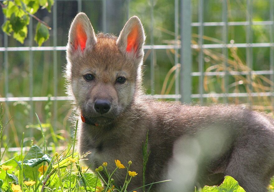 Three of the 13 wolf puppies tested spontaneously fetched a ball.