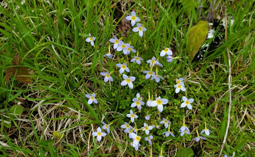 Bluets, a common flower in the Appalachian mountains during late spring and early summer.