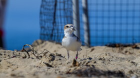 One of 11 Western Snowy Plovers raised at the Santa Barbara Zoo, and released into the wild at UCSB's Coal Oil Point Natural Preserve