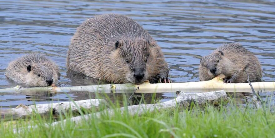 A colony of beavers eat the bark off a branch in the Temple Fork area of Logan Canyon last week.