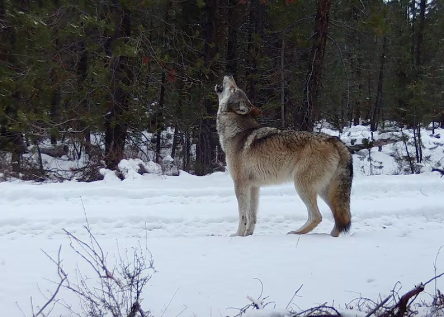 FILE — The breeding female of Oregon's Yamsay Mountain Pack howls in front of a trail camera in the Winema National Forest on Nov. 19, 2024, in Klamath County, Ore.