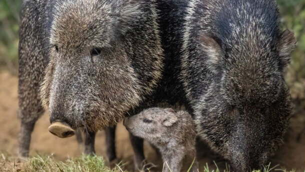 A baby peccary with two adults at Mesker Park Zoo