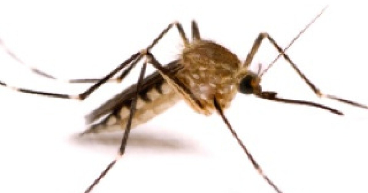 West Nile Virus: Origin, Variations And Difficulty Of Treatment | KERA News