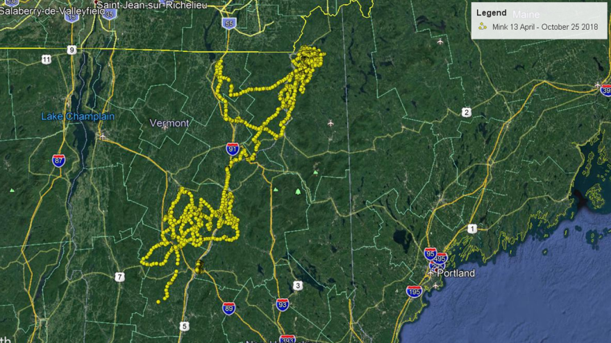 Mink the bear's travels from April through October 2018, as tracked by New Hampshire Fish and Game.