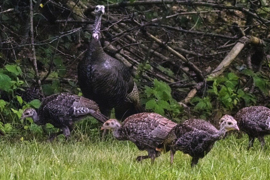 An adult wild turkey stands watch over a rafter of juveniles while feeding, Thursday, July 17, 2025, in East Derry, N.H. 