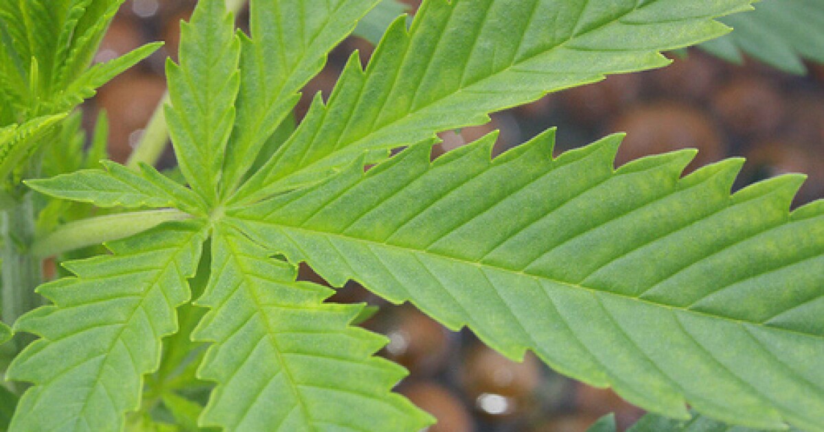 St. Louis alderwoman seeks to block enforcement of antimarijuana laws