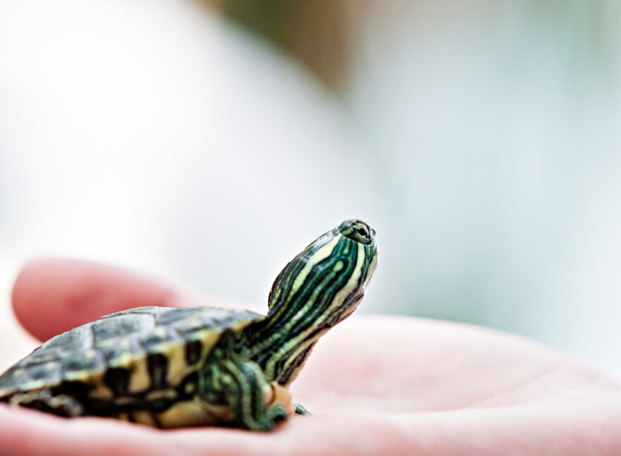 It's illegal to sell or distribute pet turtles with shells less than 4 inches long because they spread salmonella.