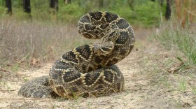 A coiled rattlesnake