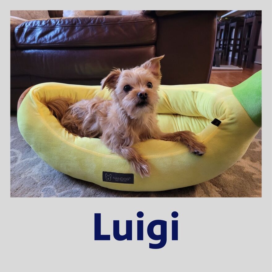 Photo of Luigi the dog sitting in a banana bed in a polaroid frame with his name in bold blue text underneath