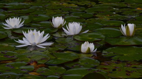 Photo courtesy of Bill Portlock/CBF. Aquatic flowers in the Bay.