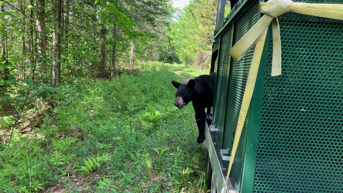 A bittersweet goodbye: 137 orphaned, abandoned black bears returning to the wild - Vimarsana News