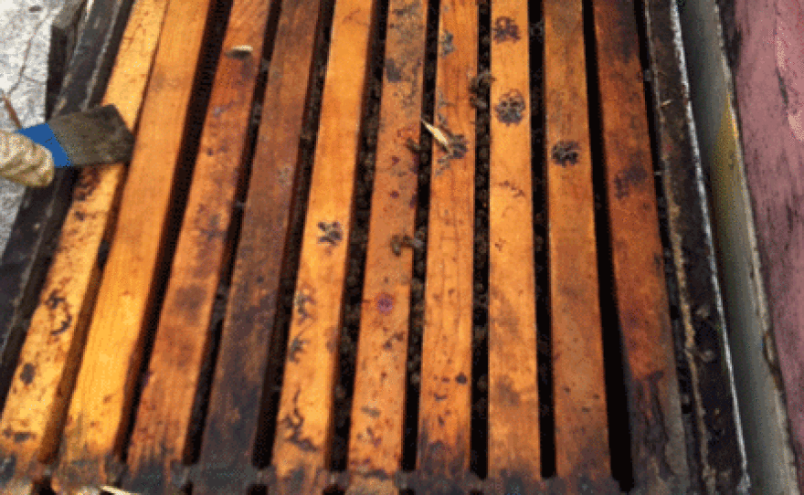 This hive doesn’t look too good. Elk suspects Colony Collapse Disorder.