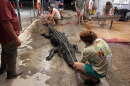 A nearly 13-foot gator weighing roughly 600 pounds was caught Monday, Sept. 21, 2026, in the Waccamaw River between Georgetown and Myrtle Beach.