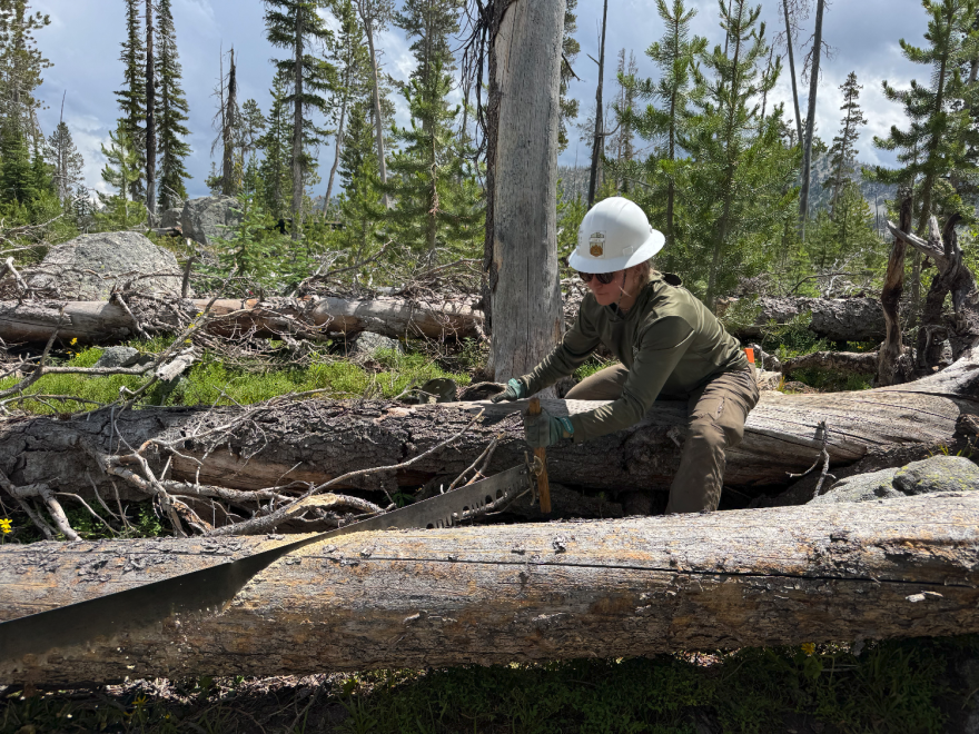 A person in a hard hat uses a two-handed saw with someone off-screen to slowly saw through a downed tree. There are other downed trees in the forest around them, including one the person is sitting on.