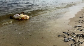 Dead Goliath Grouper on the Sanibel Causeway
