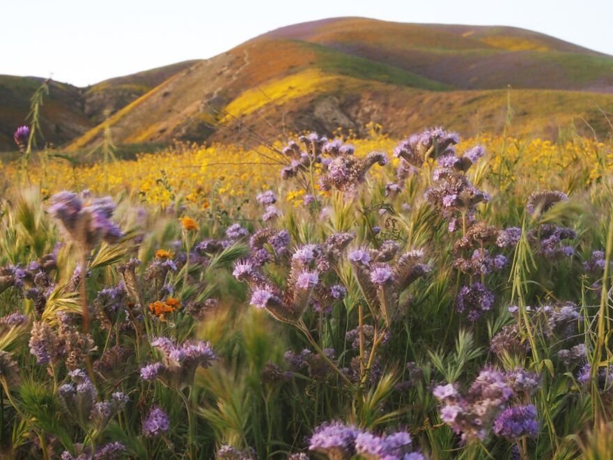 Wildflowers cover the hills of the Tremblor Range in Carrizo Plain National Monument near Taft, Calif., during a wildflower "super bloom" earlier this month.