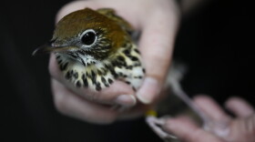 Wildlife Keeper Stephanie Scurtu examines a wood thrush, a kind of migrating songbird, to determine if it is healthy enough for release at the DuPage Wildlife Conservation Center, Friday, Oct. 4, 2024, in Glen Ellyn, Ill.