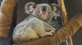 Thackory is a Queensland koala who will be spending the summer at the Indianapolis Zoo.