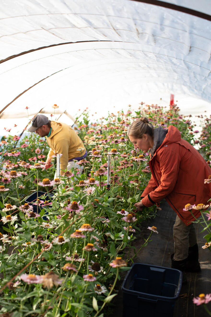 All photos by Chris Benzakein, courtesy of Floret Flower Farm, all rights reserved.