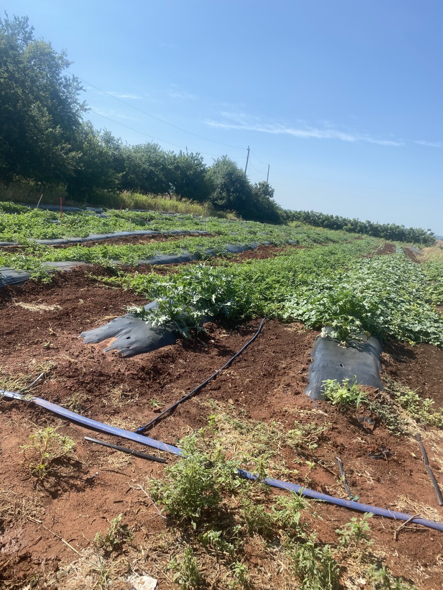 Micah Anderson grows watermelon and sweet potatoes amongst other crops on his farm in Piedmont Oklahoma. He said he grows hybrid watermelons that can withstand extreme temperatures and severe weather.