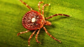 The lone star tick gets its name from the single silvery-white spot located on the female's back. These ticks are known to aggressively bite people. The CDC says this is the primary cause of Alpha-gal Syndrome (AGS), often called the "red meat" allergy.