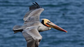 A brown pelican in flight in Sonoma County, Calif.