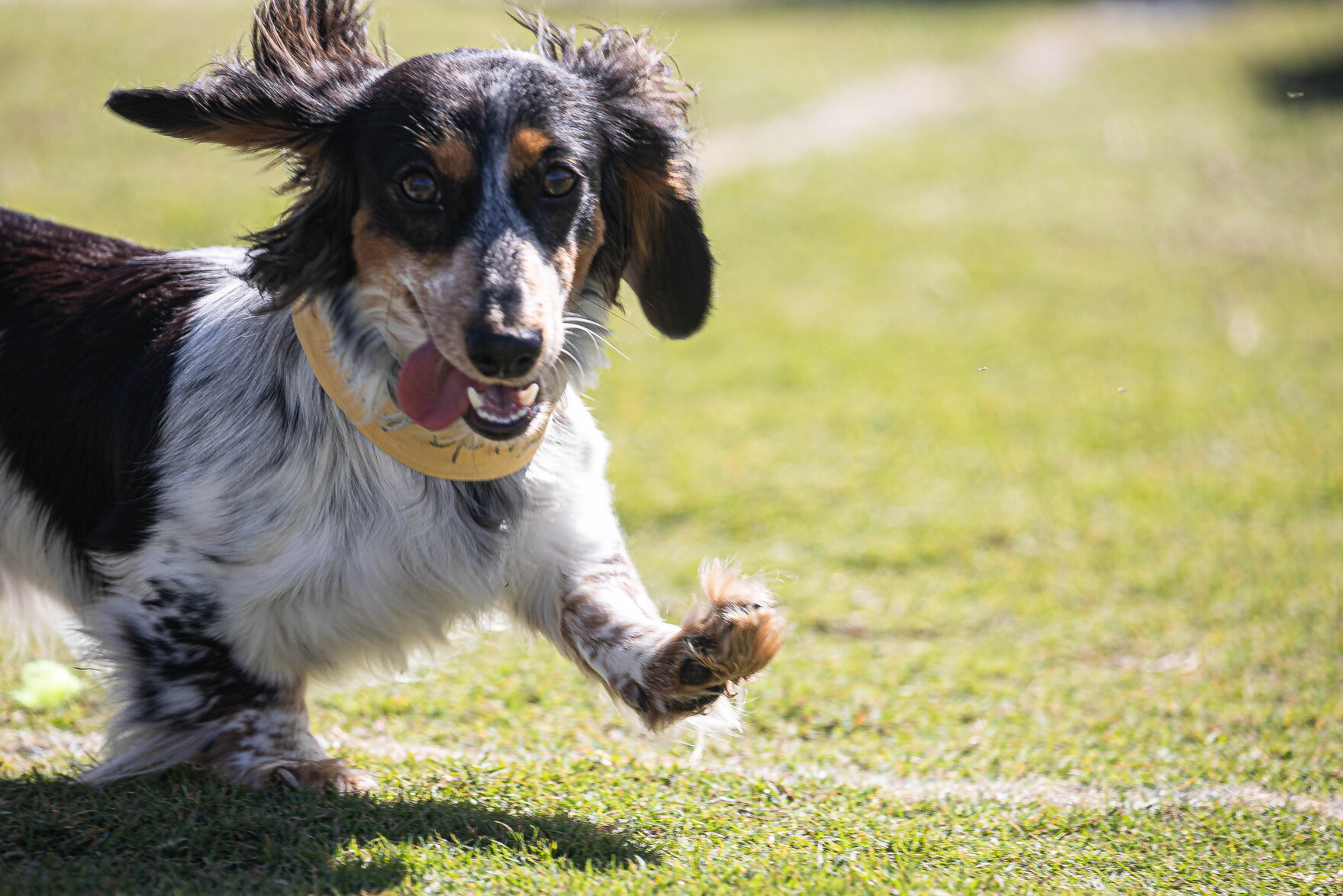Kerah Ruff This heat is ruff. Here's how to protect your pets | KERA News