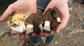 Spring coral and morel mushrooms. Courtesy of Rachel Zoller