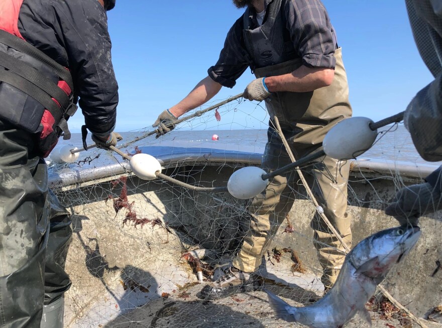 Set-netters pick a sockeye out of the net in June, 2022. (Sabine Poux/KDLL)