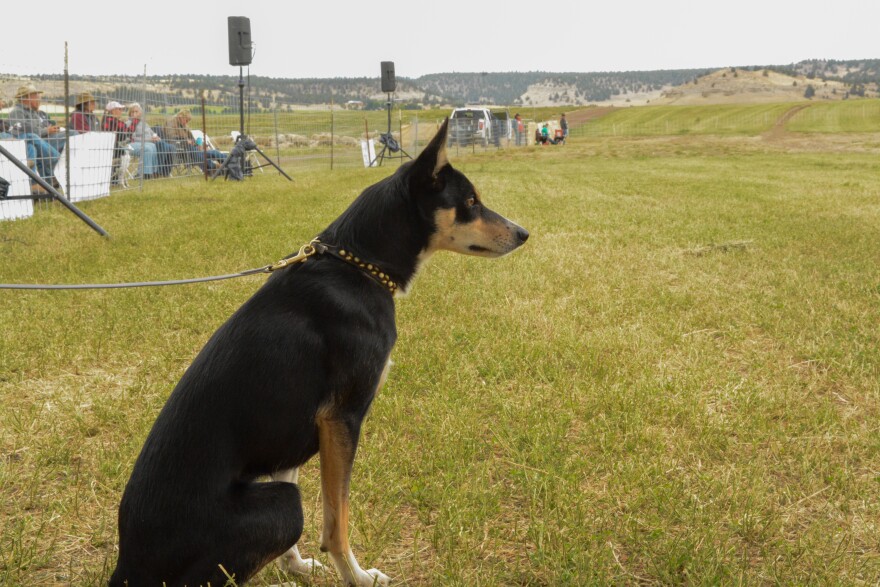 A small black and copper dog sits down in a field and stares intently to something on the right