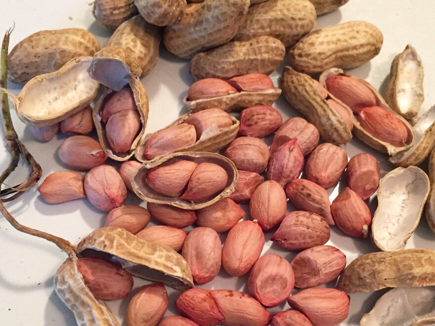 African runner peanuts were once a defining flavor of the South, memorialized in songs, peanut fritters, peanut soup and in Charleston's signature candy, the peanut-and-molasses groundnut cake. But by the 1930s the nuts had all but disappeared.