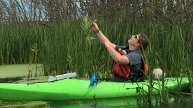 Allison Smart, a biologist with the Little River Band of Ottawa Indians, examines wild rice in Arcadia Marsh.