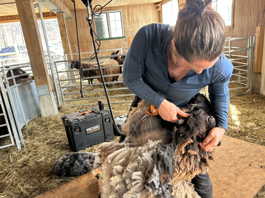 A woman in a barn holding a sheep against her body and shearing its neck