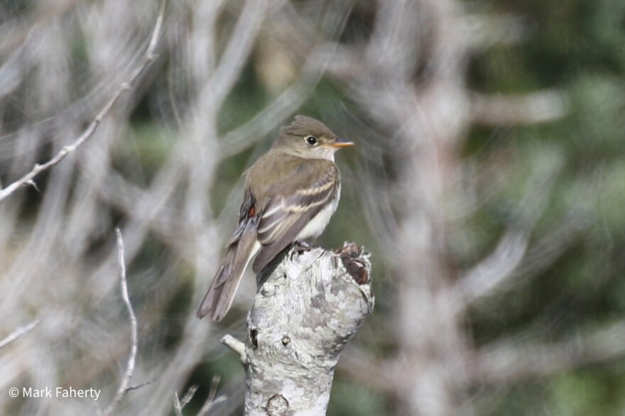 The probable Alder Flycatcher