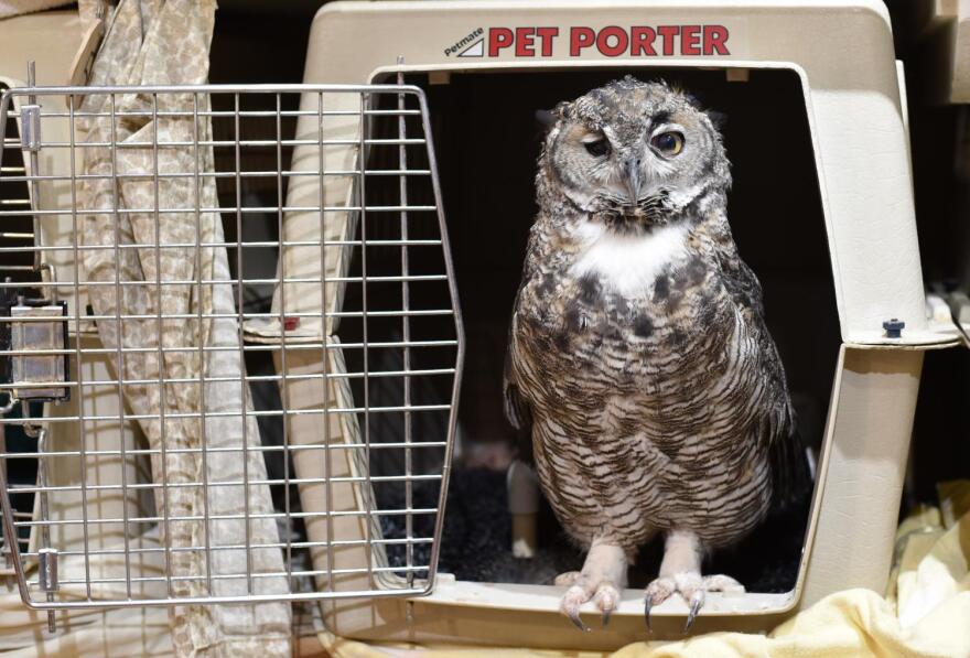great horned owl 