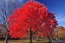 A bright red maple tree is centered in a park.
