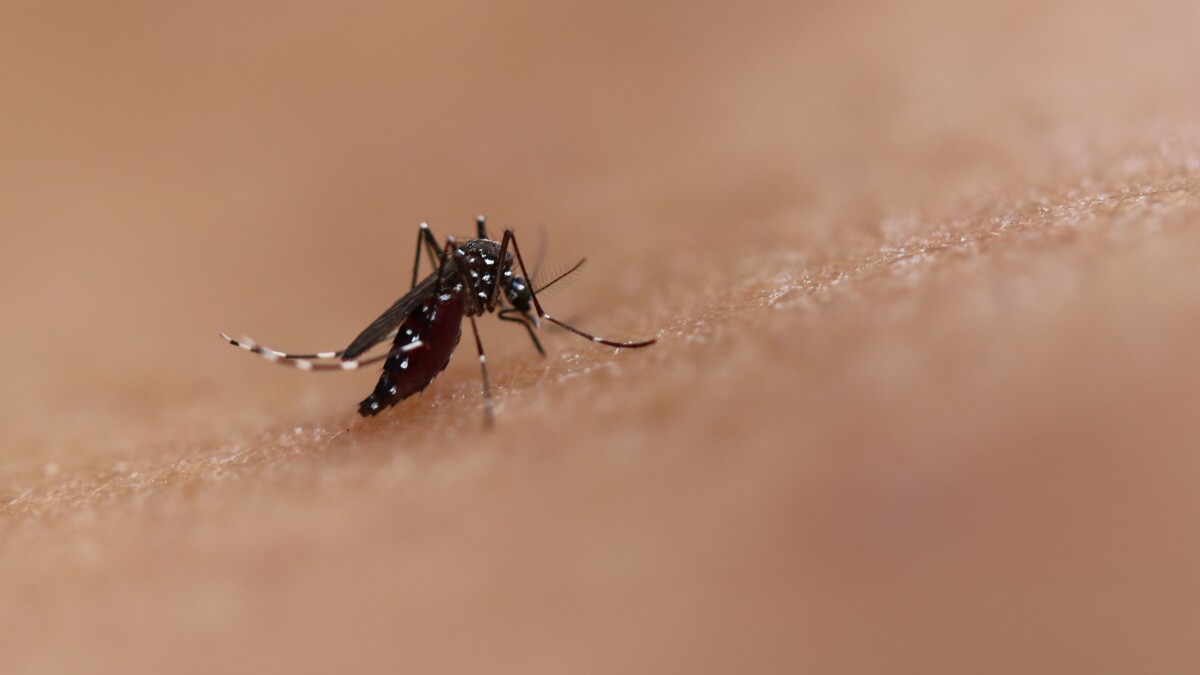 Mosquito activity could increase after recent rainstorms. Here's how to stay safe