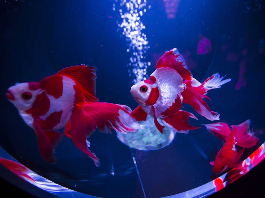 Ryukin goldfish swim at the "Art Aquarium 2016" exhibition in Tokyo.