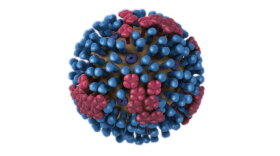 The influenza virus.