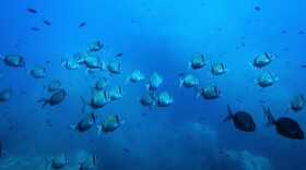 FILE - Common two-banded seabream fish swim in the protected area of France's Porquerolles National Park ahead of the U.N. Ocean Conference on June 6, 2025.