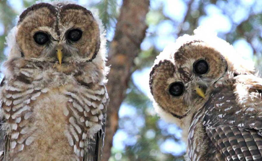 Pictured: a pair of medium-sized Spotted Owl.