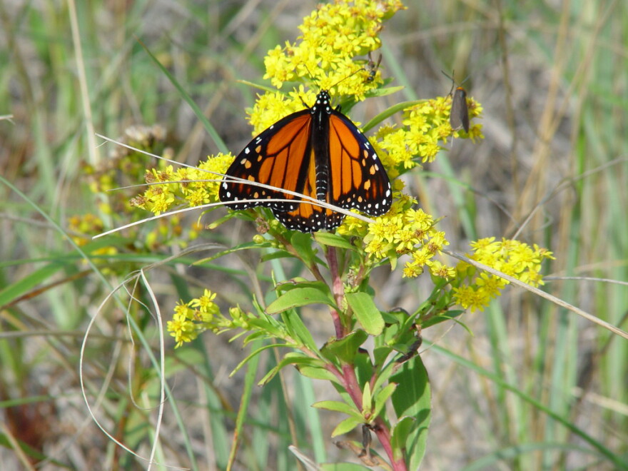 Monarch butterfly on goldenrod