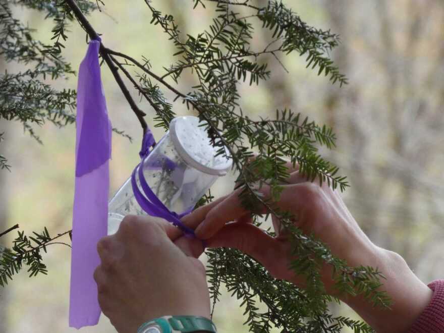 A person hands are pictured opening a plastic container holding tiny silver flies on a tree branch.