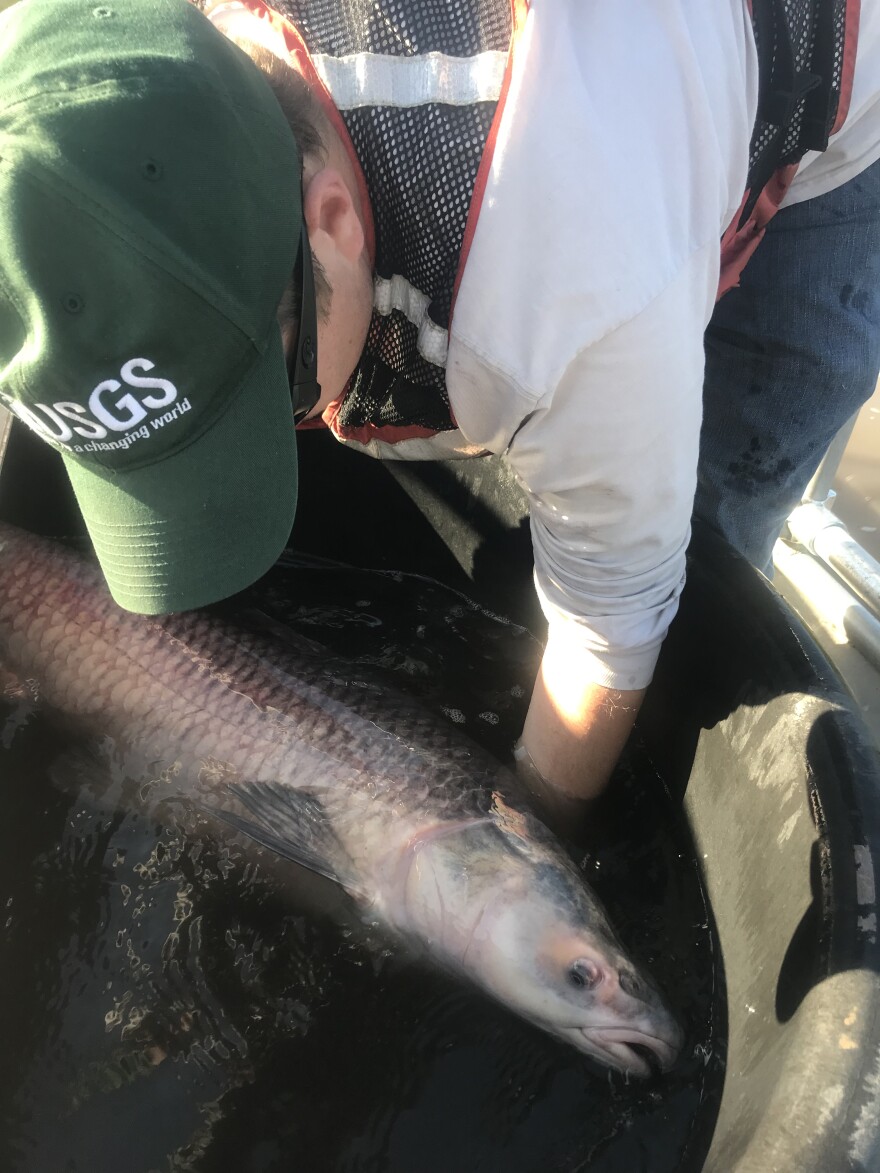 A commercially caught wild black carp from the Mississippi River.