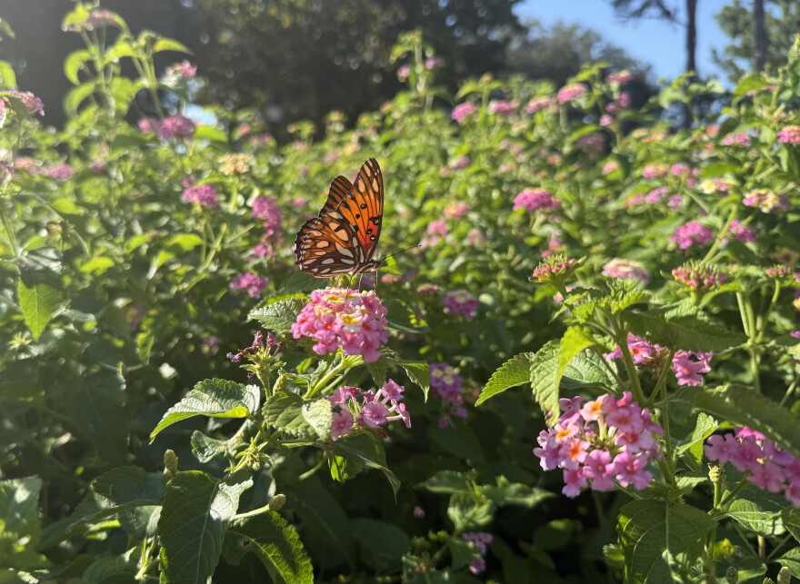 A Gulf fritillary butterfly lands on a lantana and uncurls its long proboscis to eat its nectar in Gainesville, FL Sep 30, 2026.
