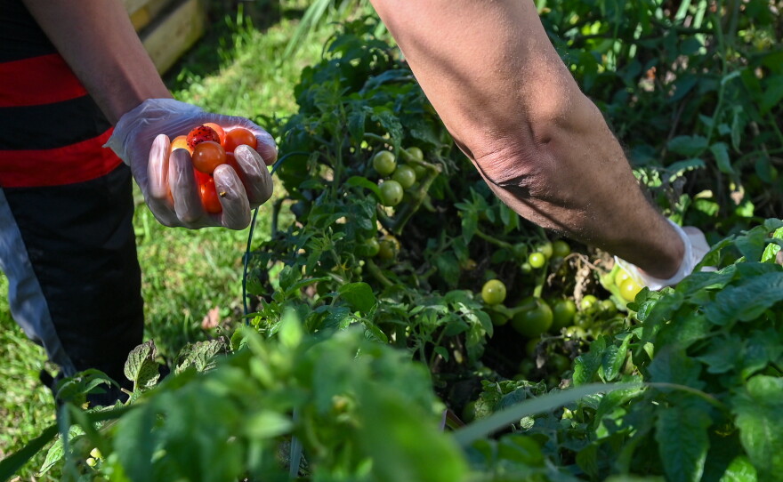Everett Upton of Common Ground Ministries picks vegetables in the garden at the church.