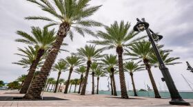 Palm trees inside Riviera Beach Marina on Oct. 18, 2019. RICHARD GRAULICH/Palm Beach Post